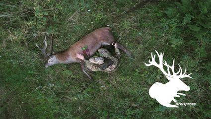 Hirschjagd in Polen