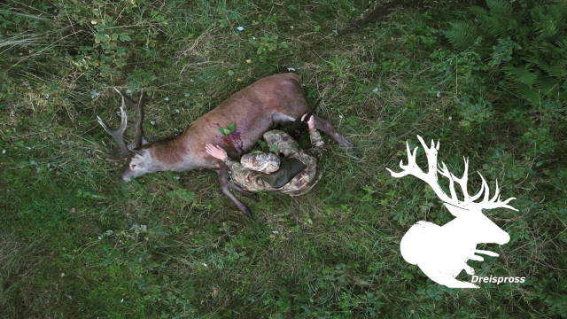 Hirschjagd in Polen