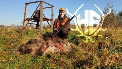 Drückjagd im Schilf