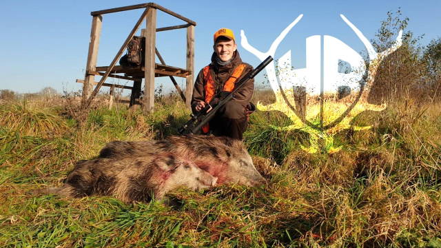 Drückjagd im Schilf