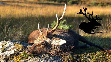 Jagd in Irland Teil 2/3