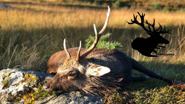 Jagd in Irland Teil 2/3