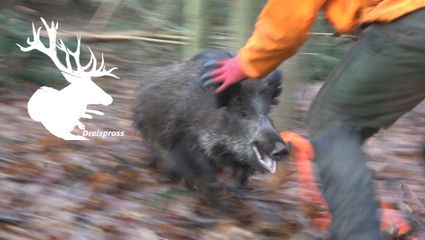 BEST OF DRÜCKJAGD - Vom Schuss bis zur Nachsuche