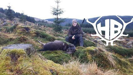 Sikakahlwildjagd in den schottischen Borders