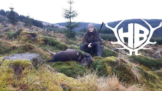 Sikakahlwildjagd in den schottischen Borders