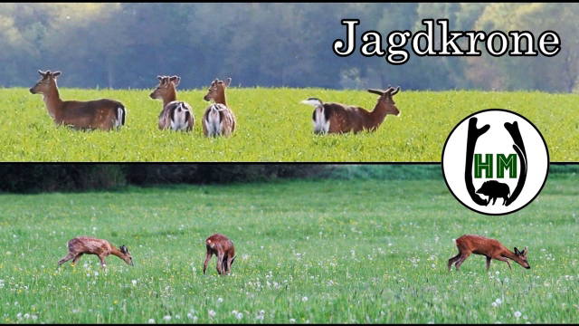 Rehwild-Jagd im Mai | Das Wild erwacht