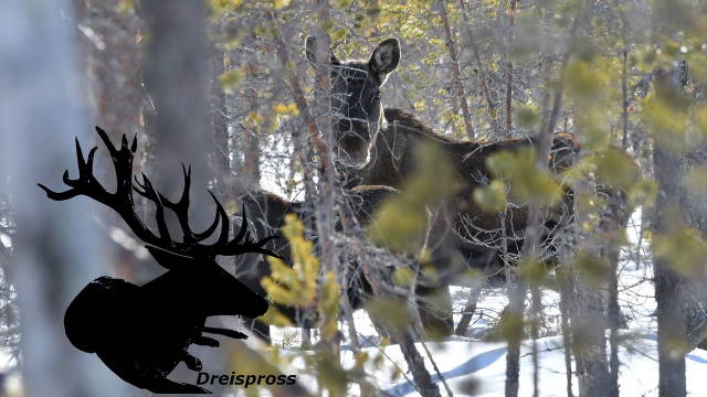 Schnee, Jagd und Abenteuer in Schweden