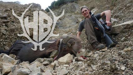 auf Himalya-Tahr in den neuseeländischen Alpen