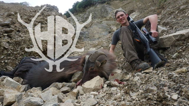 auf Himalya-Tahr in den neuseeländischen Alpen