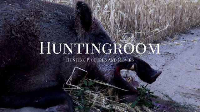Weizenschweine - Nahkampf mit Keilern - Unterwegs mit den Hunter Brothers