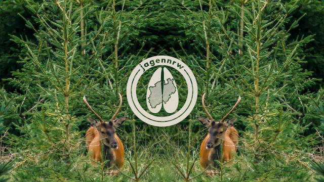 Rotwildjagd im August - Auf Kahlwild im Fichtenforst