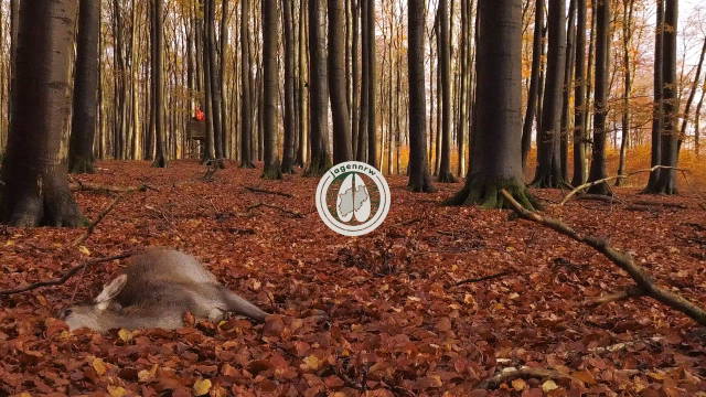 Drückjagdmärchen #5 - Ein Jagdtag im Buchenwald