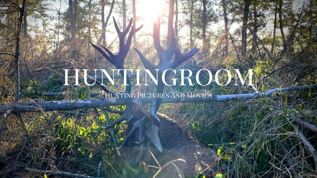 Hirschbrunft in Polen 2020 I Der Hirsch aus dem Nebel 