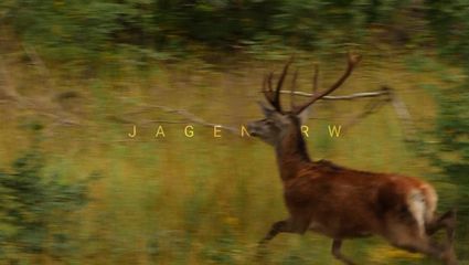 Drückjagd im Sauerland – Zwei Jagdtage im Oktober mit Roman