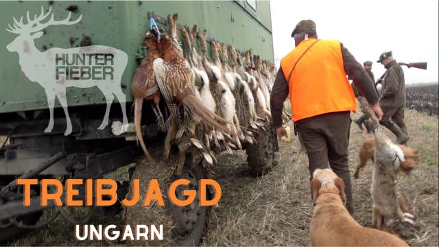 Treibjagd in Ungarn