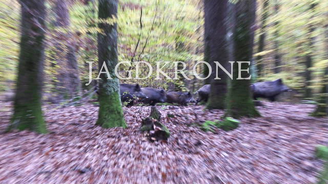 Drückjagd | Bebendes Herbst Laub 🍂 