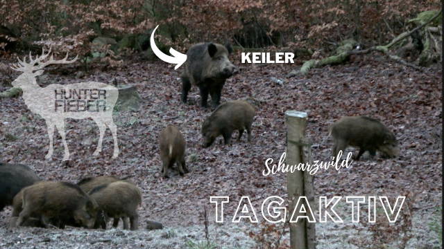 Tagaktives Schwarzwild