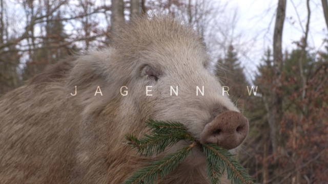 Nebeldrückjagd mit weißen Sauen
