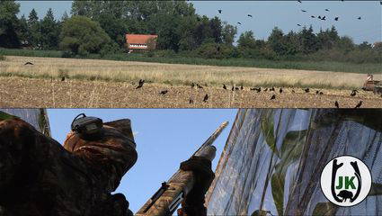 4.0 Crow Hunting | Rekord Strecke im August