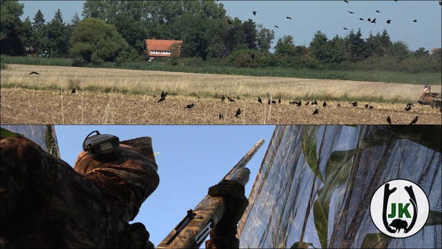 4.0 Crow Hunting | Rekord Strecke im August