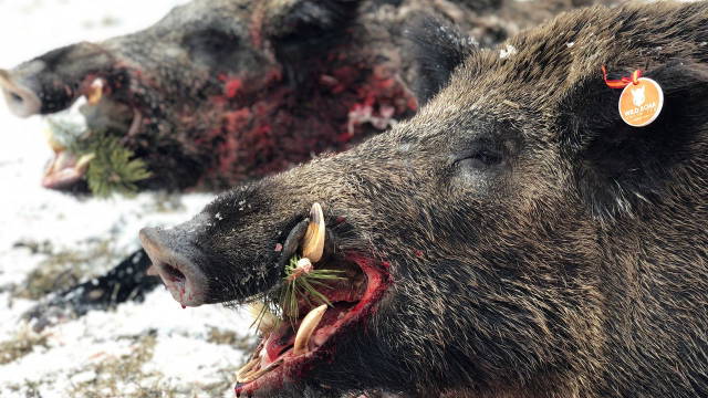 SAUENJÄGER - Keilerjagd in der Türkei