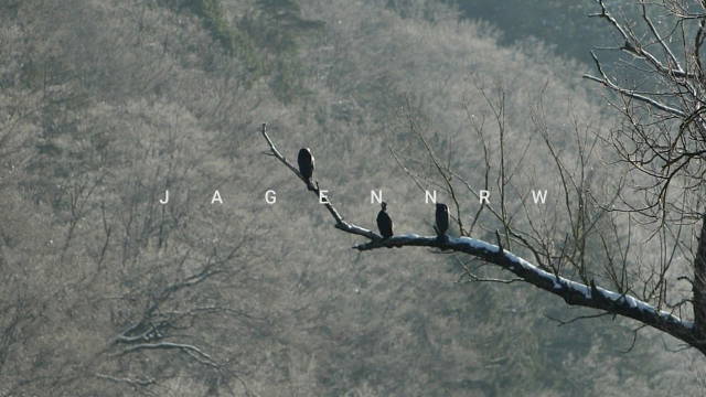 Kormoran-Jagd an der winterlichen Ruhr