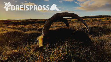 Jagd in Irland 3/3 Billy Irish