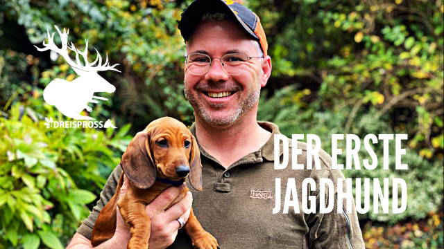 Willi - Ein Dackel auf dem Weg zum Jagdhund