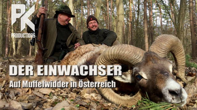 DER EINWACHSER – Auf Muffelwidder in Österreich