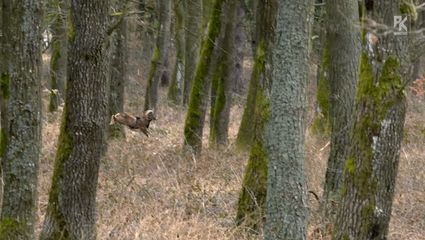 DIE PIRSCH AUF MUFFELWIDDER